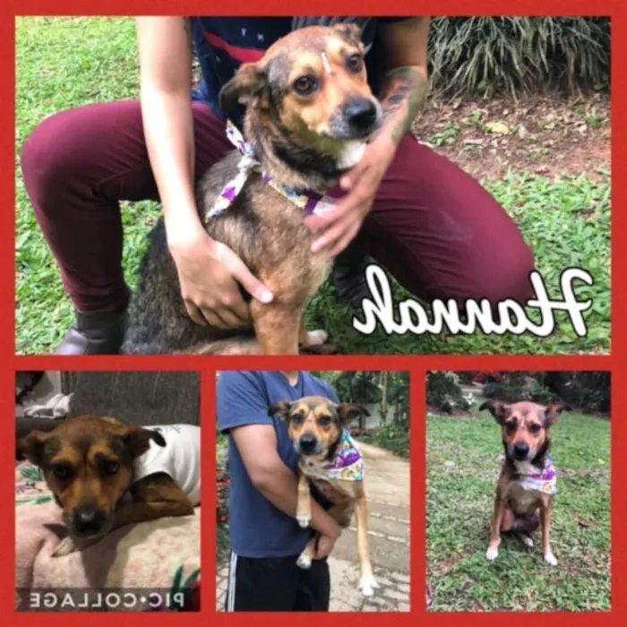 Cachorro ra a SRD idade 1 ano nome Hannah