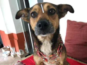 Cachorro raça SRD idade 1 ano nome Hannah