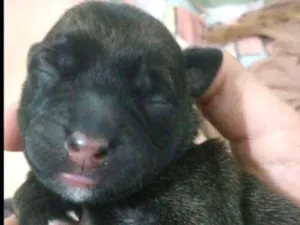 Cachorro raça Vira lata idade Abaixo de 2 meses nome Recém nascido sem no
