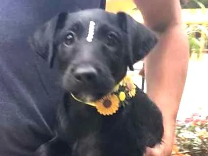 Cachorro ra a SRD idade 2 a 6 meses nome Jujuba 