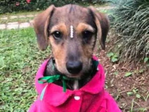 Cachorro raça SRD idade 2 a 6 meses nome Mari
