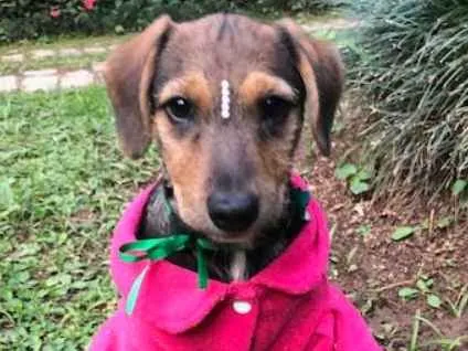 Cachorro ra a SRD idade 2 a 6 meses nome Mari