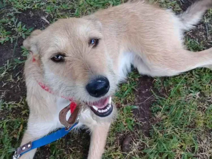 Cachorro ra a SRD idade 1 ano nome Vanylla