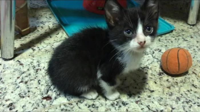 Gato ra a SRD idade Abaixo de 2 meses nome Sem nome