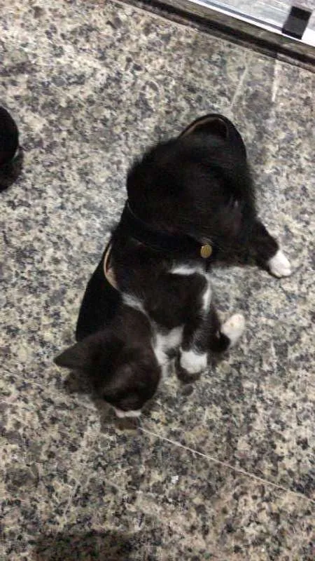 Gato ra a SRD idade Abaixo de 2 meses nome Sem nome
