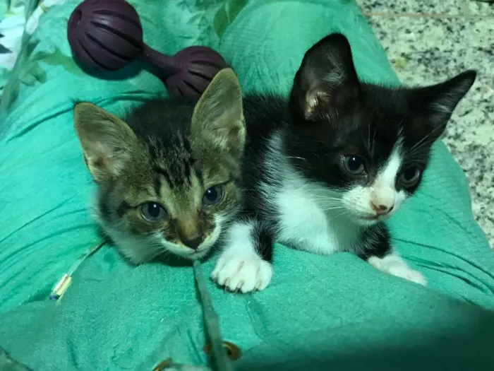 Gato ra a SRD idade Abaixo de 2 meses nome Sem nome