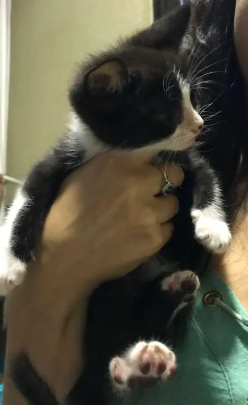 Gato ra a SRD idade Abaixo de 2 meses nome Sem nome