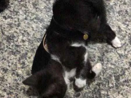 Gato ra a SRD idade Abaixo de 2 meses nome Sem nome