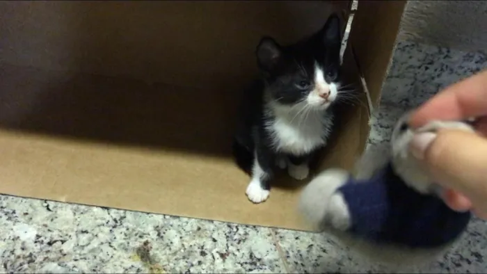 Gato ra a SRD idade Abaixo de 2 meses nome Sem nome
