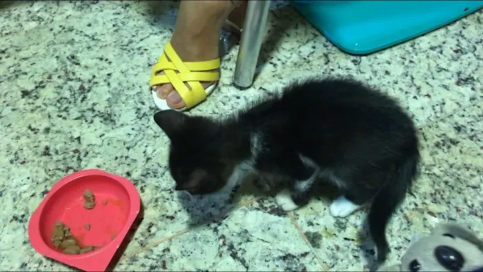 Gato ra a SRD idade Abaixo de 2 meses nome Sem nome