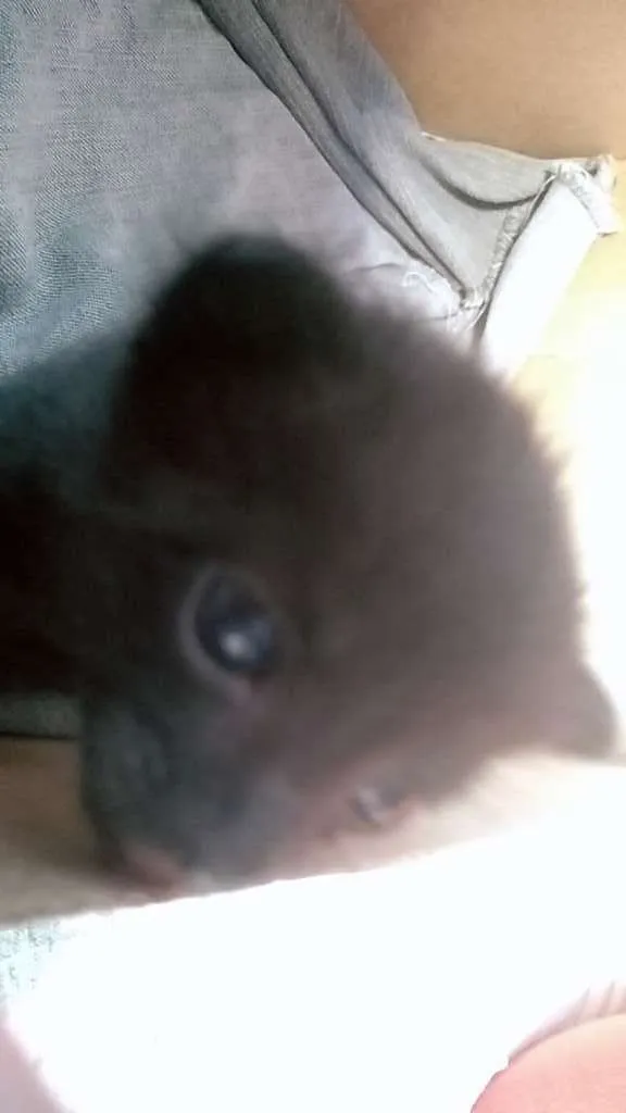 Gato raça Vira lata idade Abaixo de 2 meses nome Myuxa
