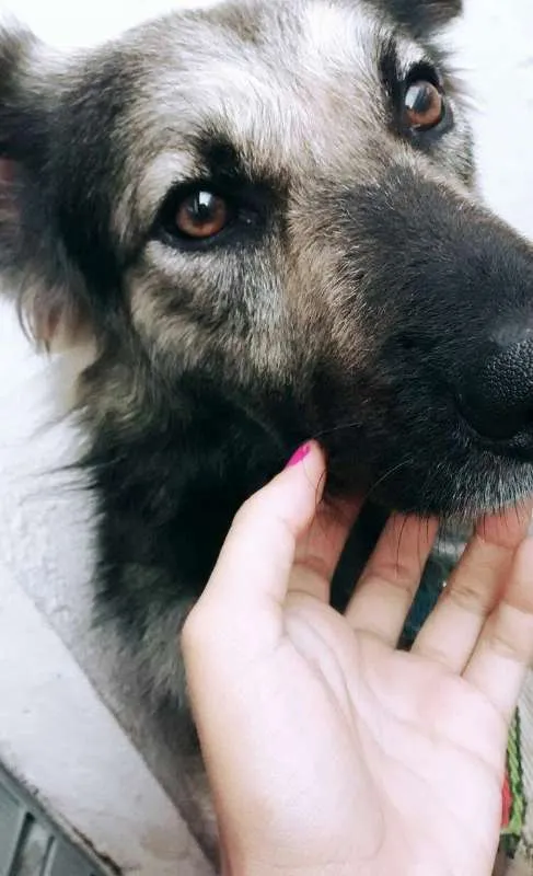 Cachorro ra a Mestiço - pastor alemão e vira idade 2 anos nome Bob