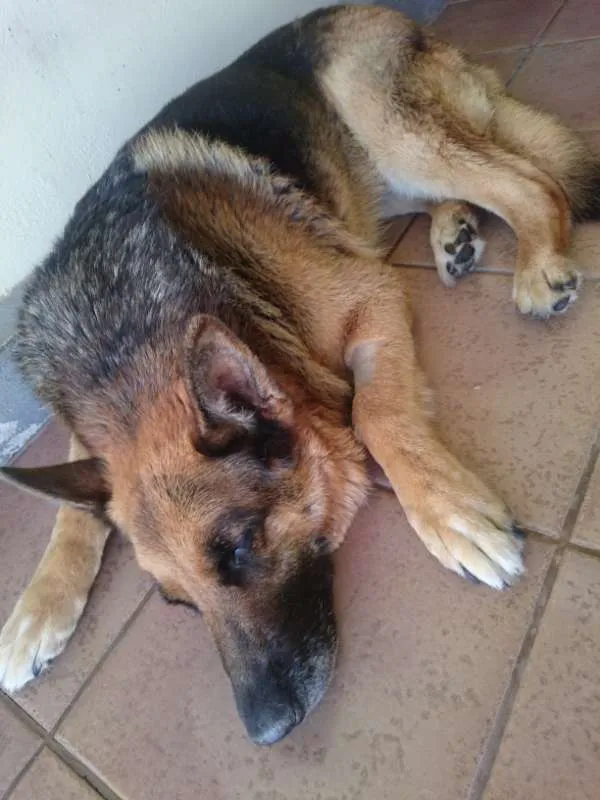 Cachorro ra a Pastor Alemão idade 6 ou mais anos nome Pietra
