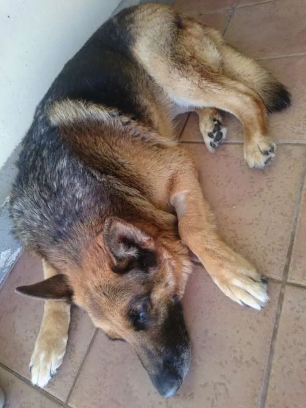 Cachorro ra a Pastor Alemão idade 6 ou mais anos nome Pietra