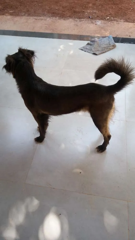 Cachorro ra a Sem raça definida idade 2 anos nome Toddy