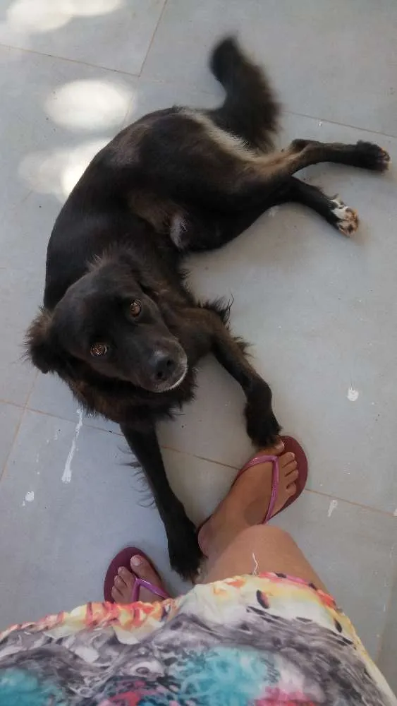 Cachorro ra a Sem raça definida idade 2 anos nome Toddy