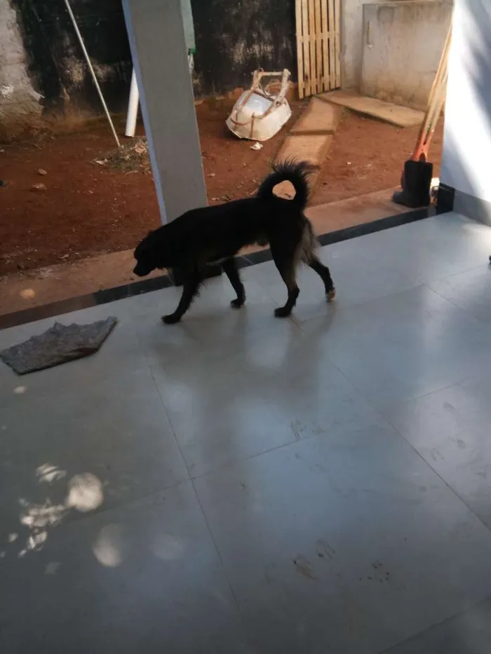 Cachorro ra a Sem raça definida idade 2 anos nome Toddy