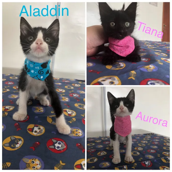 Gato ra a Srd idade Abaixo de 2 meses nome Alladin/Tiana/Auro