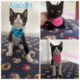 Alladin/Tiana/Auro