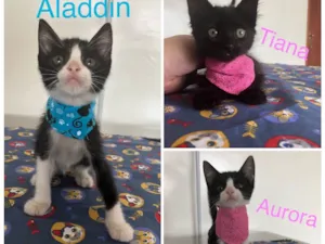 Gato raça Srd idade Abaixo de 2 meses nome Alladin/Tiana/Auro