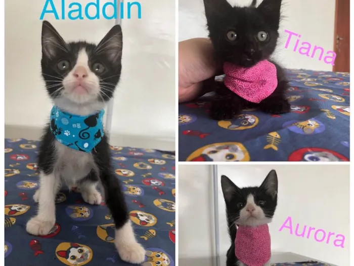 Gato ra a Srd idade Abaixo de 2 meses nome Alladin/Tiana/Auro