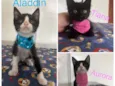 Alladin/Tiana/Auro