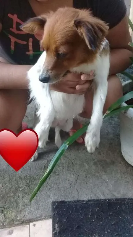 Cachorro ra a  idade 2 anos nome Luna