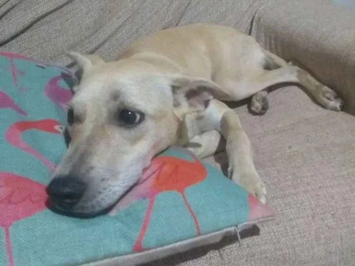 Cachorro ra a Sem Raça  idade 7 a 11 meses nome Luke