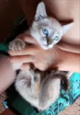 Floquinho