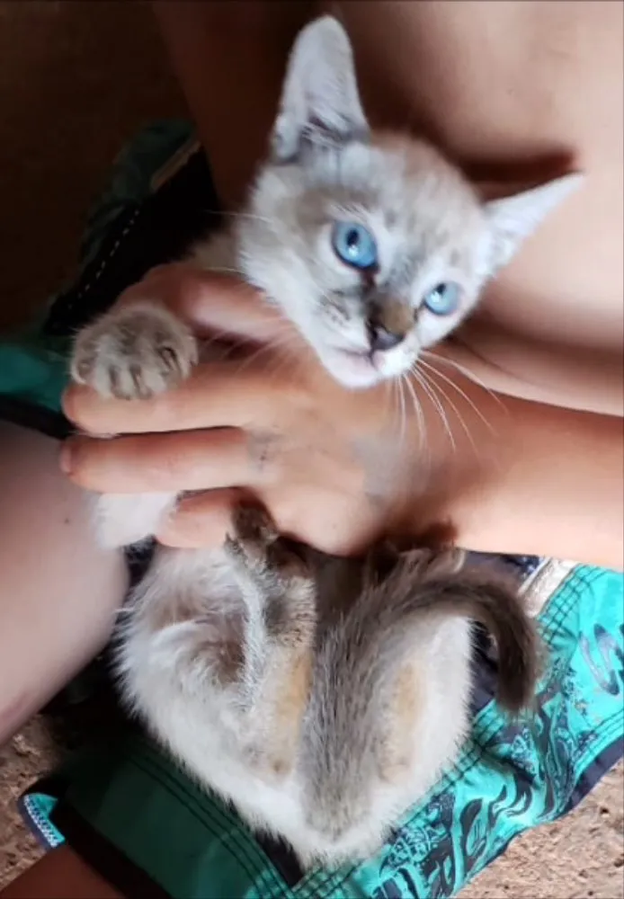 Gato ra a SRD idade 2 a 6 meses nome Floquinho