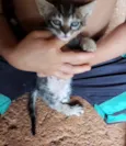 Gugu 