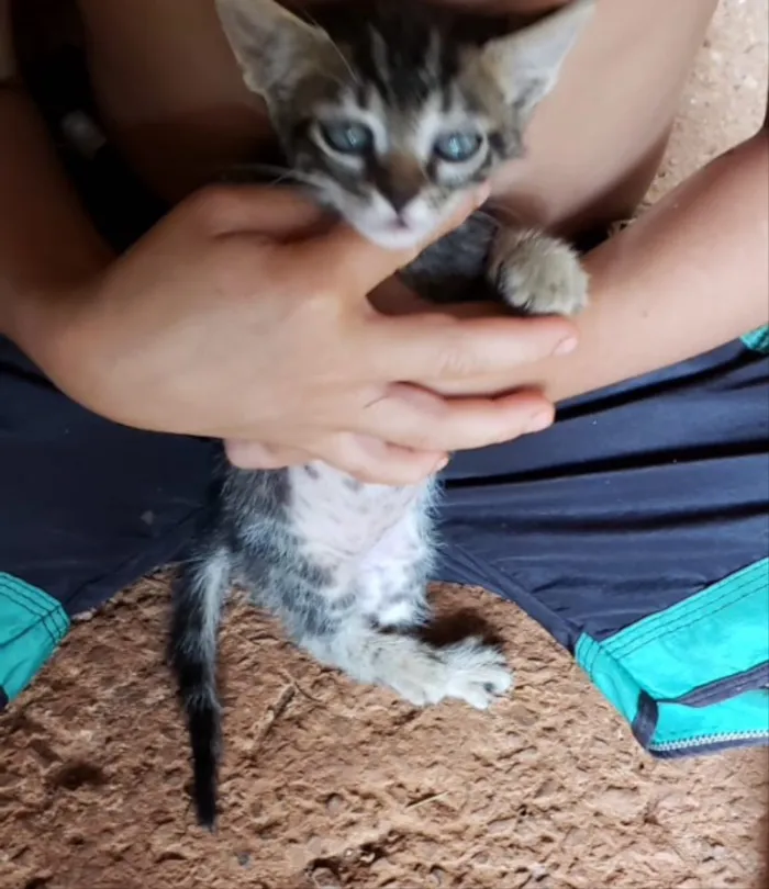 Gato ra a SRD idade 2 a 6 meses nome Gugu 