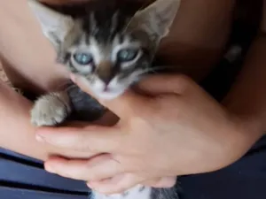 Gato raça SRD idade 2 a 6 meses nome Gugu 