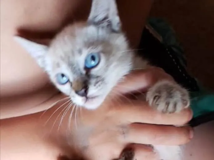 Gato ra a SRD idade 2 a 6 meses nome Floquinho
