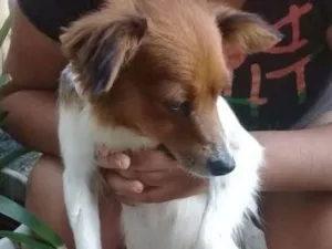 Cachorro raça  idade 2 anos nome Luna
