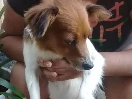Cachorro ra a  idade 2 anos nome Luna