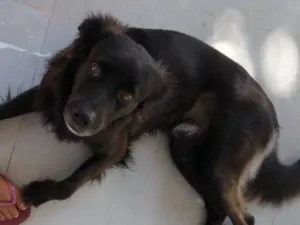 Cachorro raça Sem raça definida idade 2 anos nome Toddy