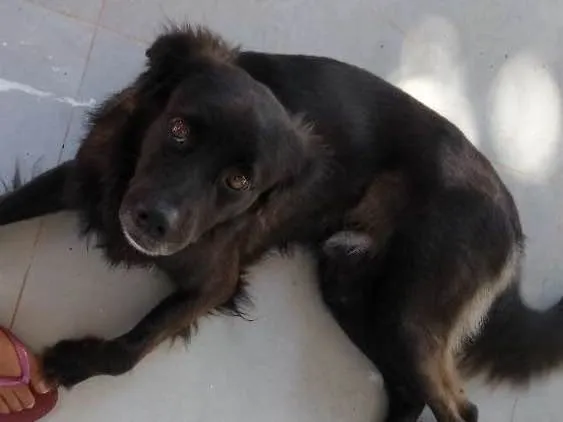 Cachorro ra a Sem raça definida idade 2 anos nome Toddy