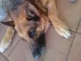 Pietra