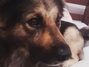 Cachorro raça Mestiço - pastor alemão e vira idade 2 anos nome Bob