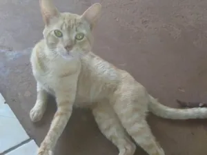 Gato raça Srd idade 2 anos nome Amarelo 