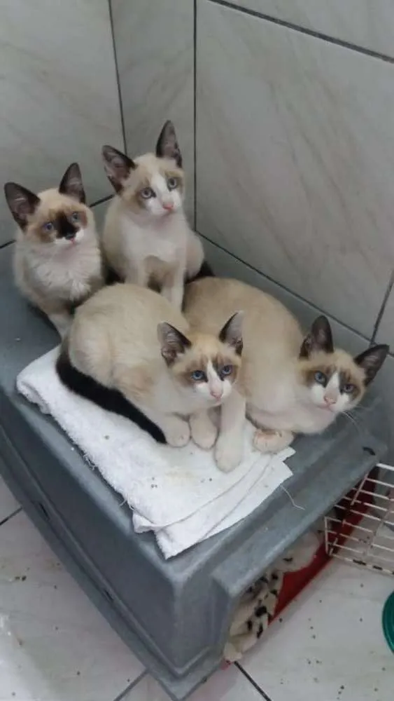 Gato ra a Srd idade 2 a 6 meses nome Sem nome