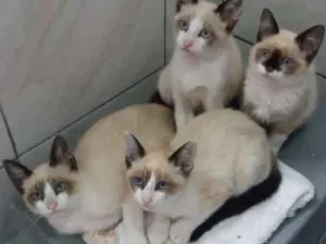 Gato raça Srd idade 2 a 6 meses nome Sem nome