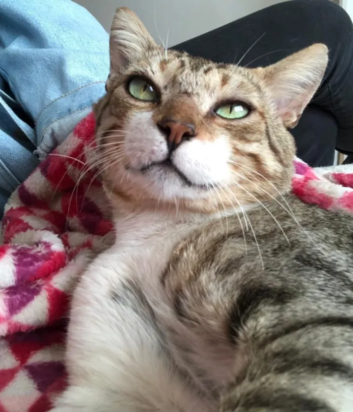 Gato ra a SRD idade 1 ano nome GANDHI