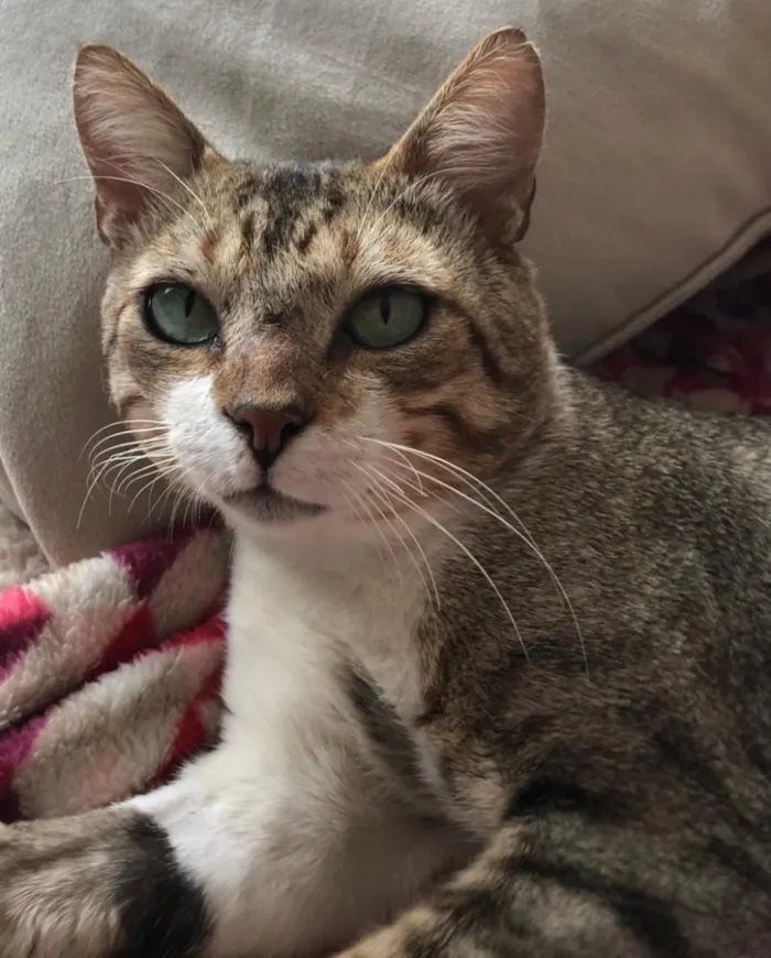 Gato ra a SRD idade 1 ano nome GANDHI