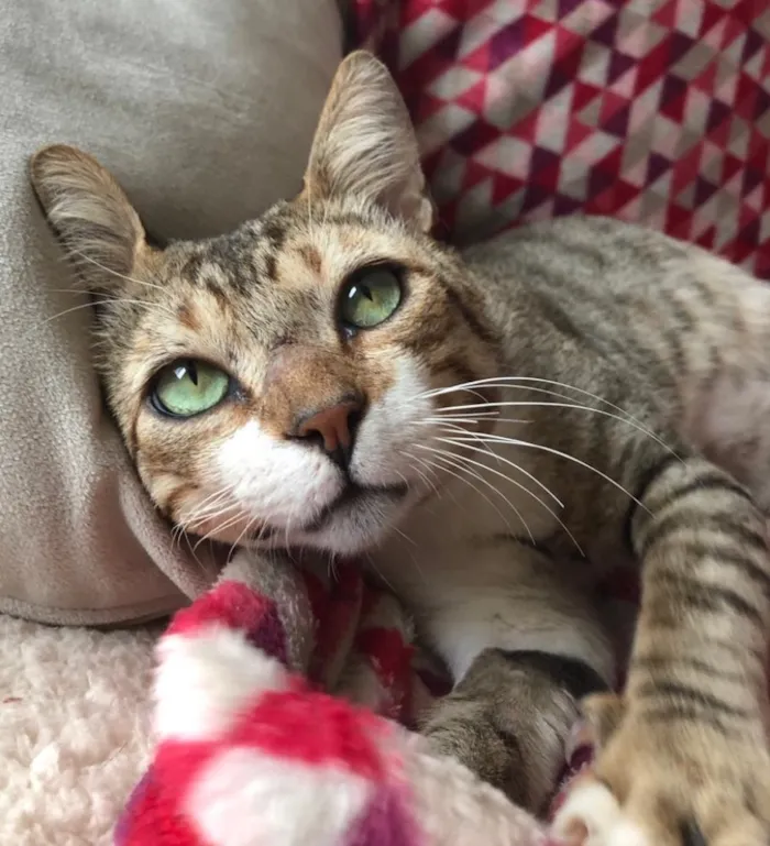 Gato ra a SRD idade 1 ano nome GANDHI