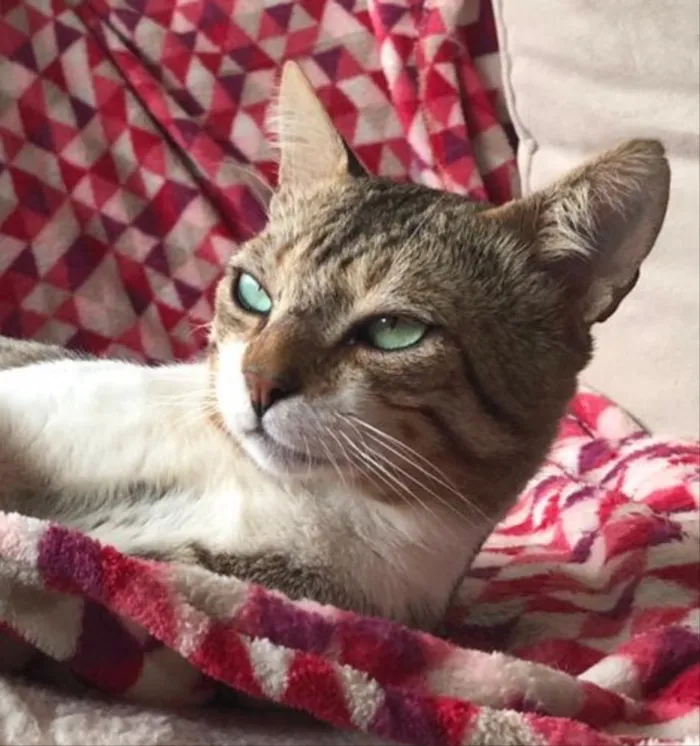 Gato ra a SRD idade 1 ano nome GANDHI
