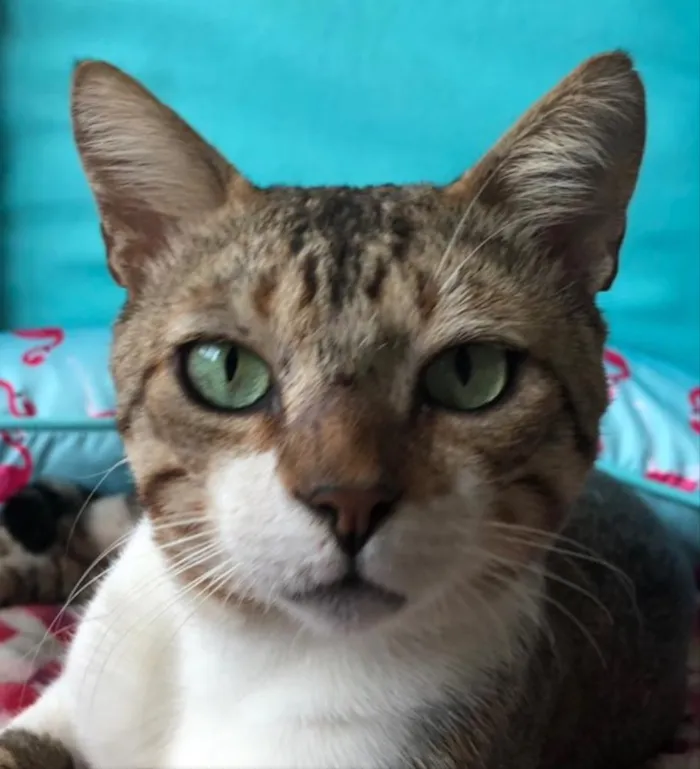 Gato ra a SRD idade 1 ano nome GANDHI