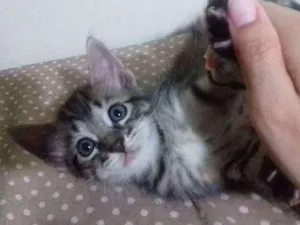 Gato raça SR idade Abaixo de 2 meses nome Juggy