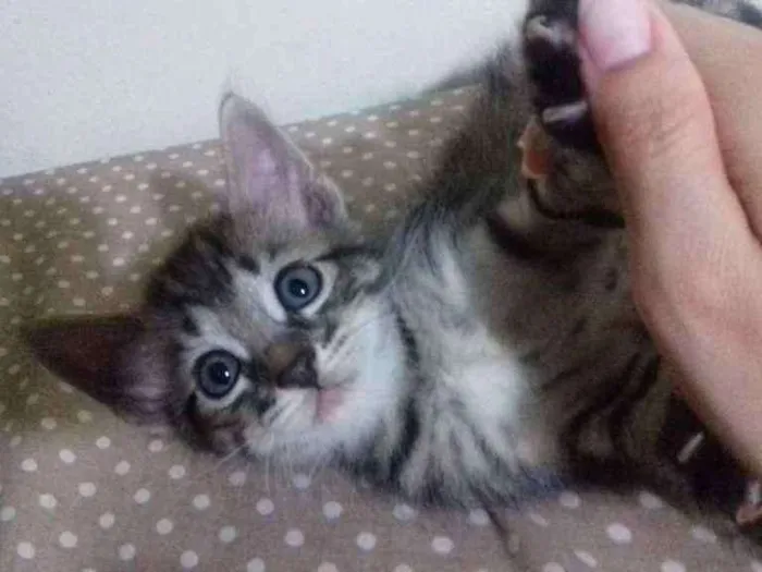 Gato ra a SR idade Abaixo de 2 meses nome Juggy